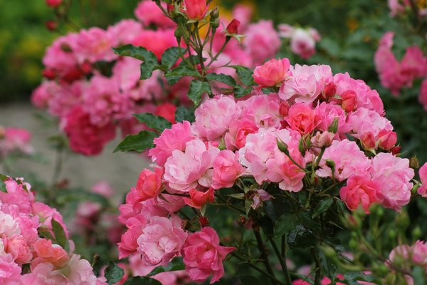 Stratégies infaillibles pour un déménagement réussi de votre serre tropicale : conseils et astuces incontournables